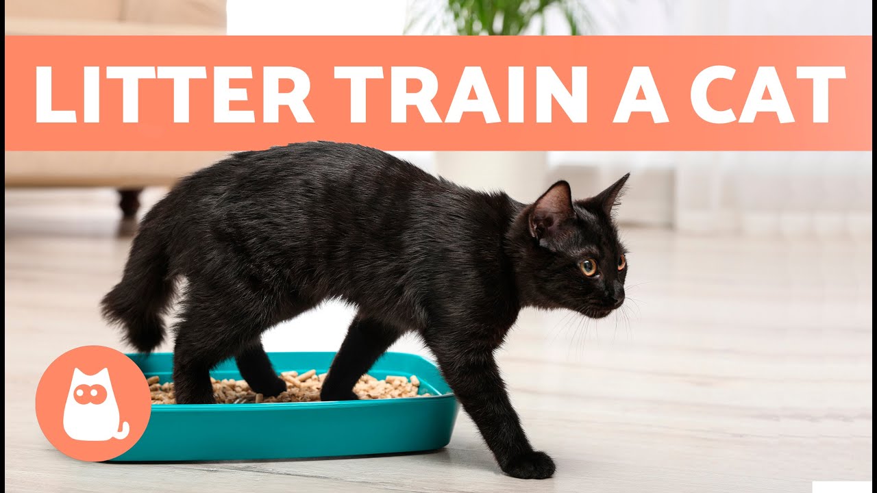 How to TRAIN a CAT to USE the LITTER BOX 🐱✅ (Kittens and Adults)
