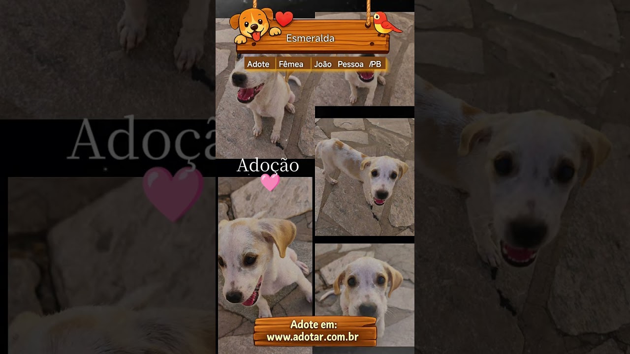 Cachorro raça SRD-ViraLata idade 2 a 6 meses nome Esmeralda 