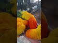Karinkaliyalle Music Video Viral Likkitalks
