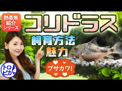 コリドラス・セミアクイルス