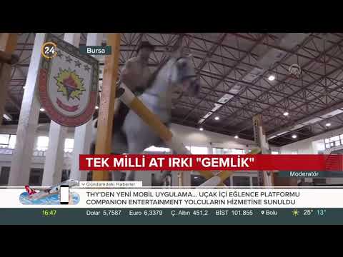 , title : 'Tek milli at ırkı gemlik atları Türk Silahlı Kuvvetleri için özenle yetiştiriliyor'