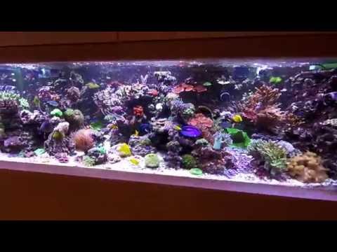 My 1.200 liters (300 gallon) Mixed Reef Tank