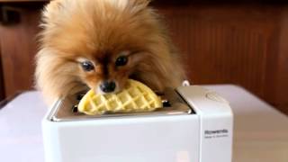 Breakfast at Flint's...watch Flint the Pomeranian!