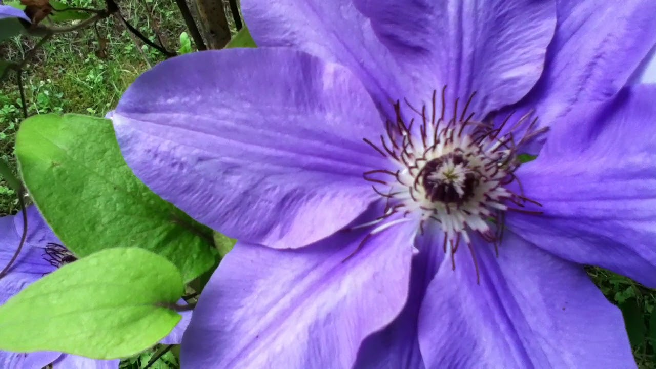 Clématite 'Clematis Ramona' Les étoiles bleues c'est merveilleux