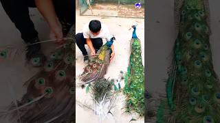 Download lagu Peacock feathers collection #peacock #shortvideo #bdsports #bollywood #love #song mp3 Download lagu Peacock feathers collection #peacock #shortvideo #bdsports #bollywood #love #song mp3