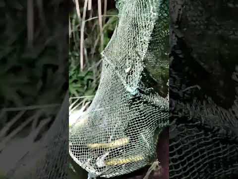 I just fell in love, never once became a mother!