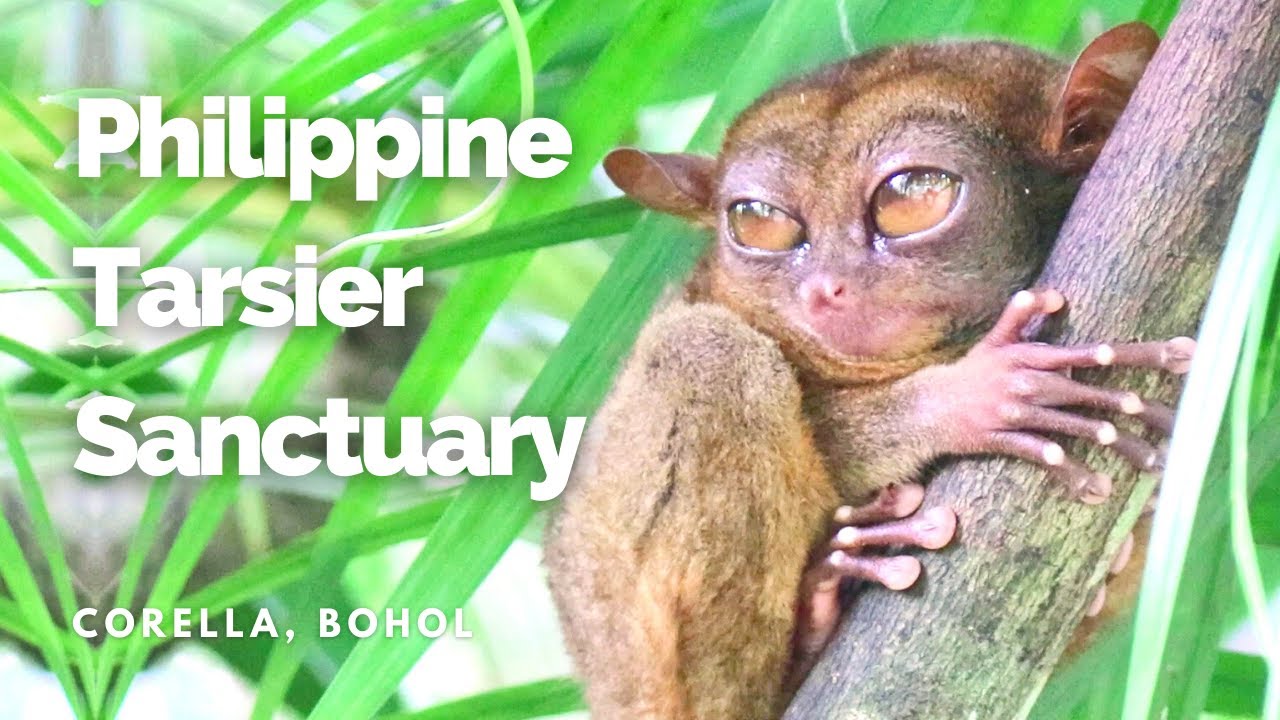 A traveler explores Philippine Tarsier Sanctuary in this video tour.