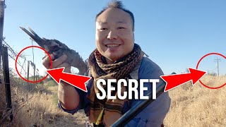 How I solo hunt doves | Beginners watch this one first