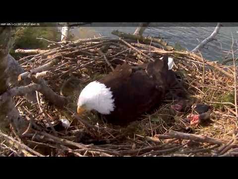 White Rock Eagles Have a New Eaglet