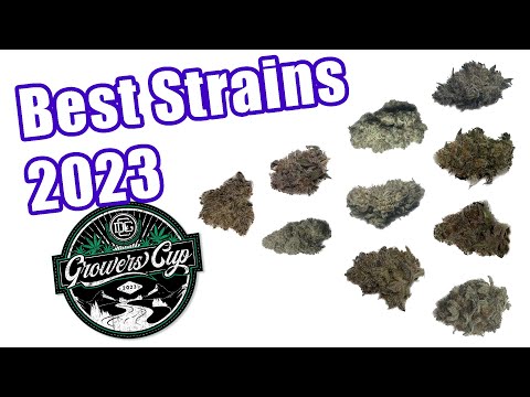 Top 10 Cannabis Strains DGC Cup 2023