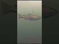 Video Thumbnail for UNDERWATER Rainbow Trout (Up Close)