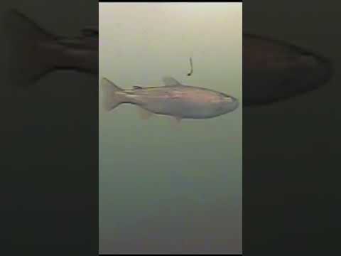 UNDERWATER Rainbow Trout (Up Close)