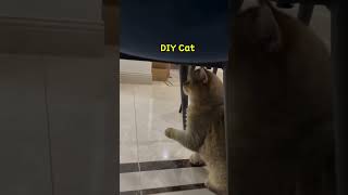 #猫動画 #猫 ​#ねこ​#猫のいる暮らし ​#かわいい猫