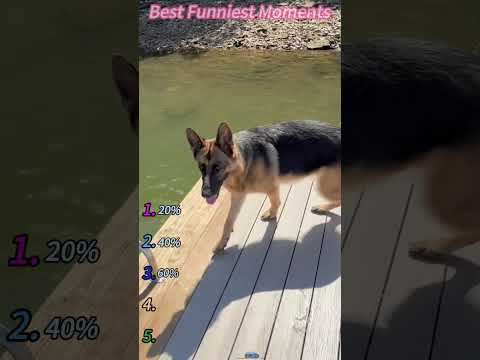 funnydog #funny #dog #funnydogs