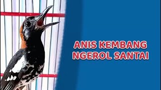 Download lagu ANIS KEMBANG NGEROL SANTAI COCOK UNTUK PANCINGAN BIAR CEPAT GACOR mp3 Download lagu ANIS KEMBANG NGEROL SANTAI COCOK UNTUK PANCINGAN BIAR CEPAT GACOR mp3