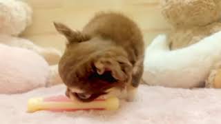 チワワ（ロング）の動画01