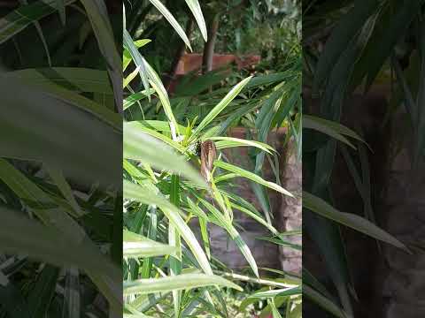 7/365 beautiful butterfly 🦋 #music #rap #hiphop #beats #art #trap #soundcloud #producer #aquaria #be