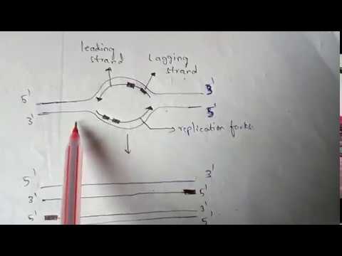 DNA REPLICATION part 1 BY PHANINDRA GUPTA