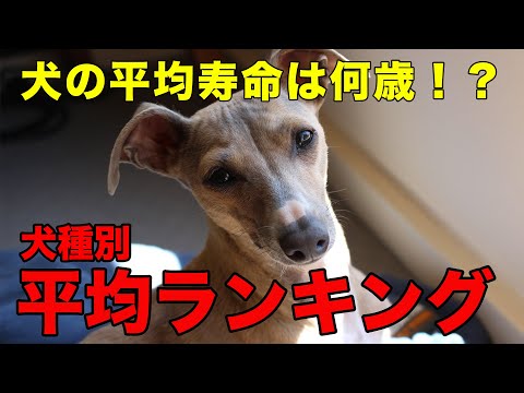 Eine Schwarz-Weiß-Aufnahme einer deutschen Dogge im Winter.