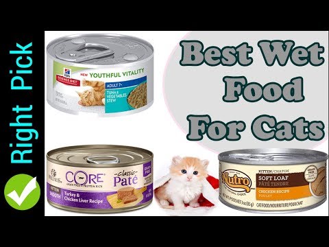 CAT FOOD : 5 Best Wet Food For Cats | Best Wet Cat Food 2018