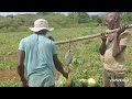 Watermelon Harvesting And Packing Farm Watermelon Reaping
