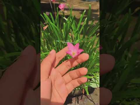 Rain Lili⛈️🌧️ #viralvideo #nature #Fahmida'sDiary #ft #love #flower #reels
