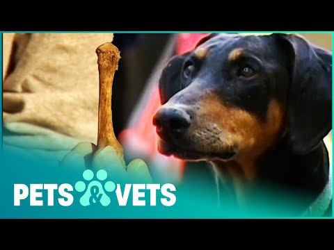 Incredible Doberman Solves Murders For The Government | Dogs With Jobs