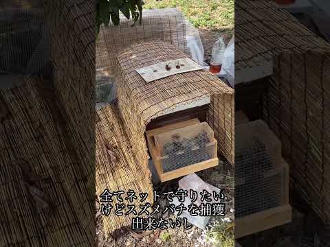 ミツバチに優しい植物