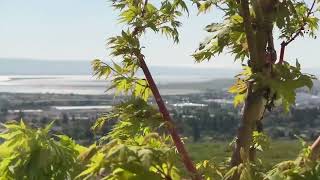 47417 Avalon Heights Terrace, Fremont CA 94539