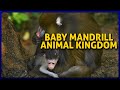 Baby Mandrill Born At Disney S Animal Kingdom