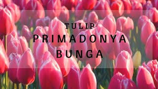 preview picture of video 'Tulip Si Bunga Khas Belanda'