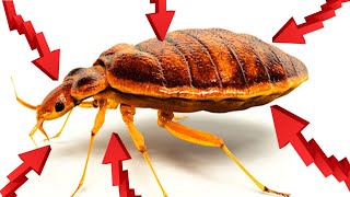 How To Get Rid Of BED BUGS Fast & Easily Yourself At Home