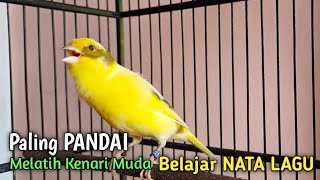 Download lagu Masteran Kenari gacor Muda belajar NATA LAGU, paling Pandai untk pancingan kenari paud belajar bunyi mp3