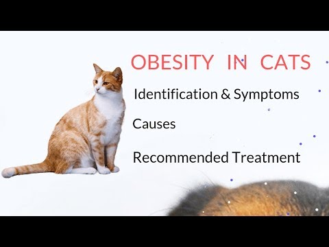 Obesity in Cats - Causes, Symptoms and Treatment