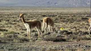 preview picture of video 'colegio chullunquiani vicuñas'