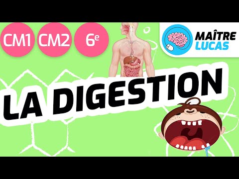 La digestion CM1 - CM2 - 6ème - cycle 3 - Sciences et technologie