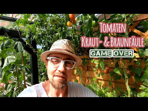 , title : 'Tomaten Pflanzen Kraut und Braunfäule bekämpfen 💪 Ich habe es geschafft die Seuche zu besiegen'