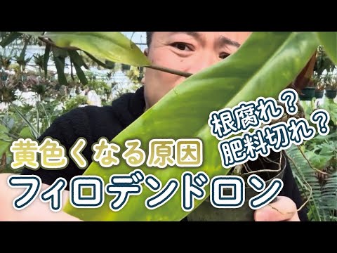 ローゼンヴァルトマイスター 植物
