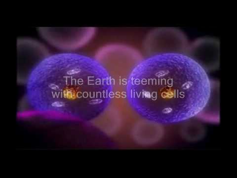 Cell Division and the Cell Cycle - YouTube