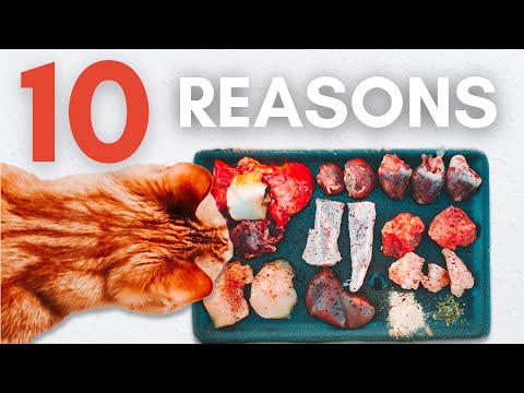 10 Reasons Why Your Cat Should Eat Raw Food