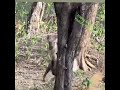 Idhar Daud Hai Udhar Daud Hai ️ Youtube Viral Youtubeshorts