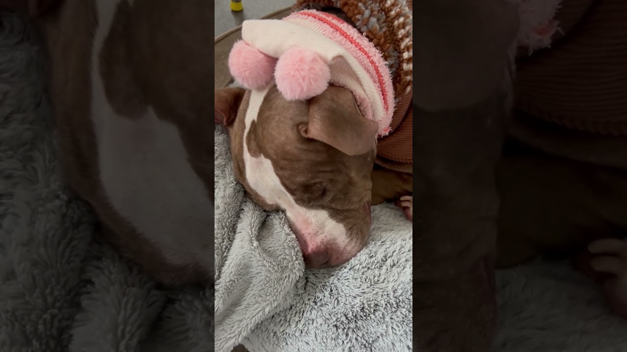 Enlarge Ray, a ADOPTABLE mixed breed in CHURCHVILLE, NY video 3/3