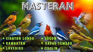 Download lagu DIJAMIN MENTAL JUARA | MASTERAN UNTUK SEMUA JENIS BURUNG KICAU , MURAI BATU, CUCAK HIJAU, KACER mp3