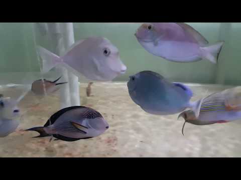 download lagu mp3 mp4 Unicorn Tang Price, download lagu Unicorn Tang Price gratis, unduh video klip Unicorn Tang Price