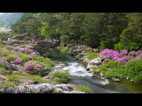Bendemeer's Stream - John Charles Thomas: with Lyrics(가사번역) || 밴더미어 시냇물