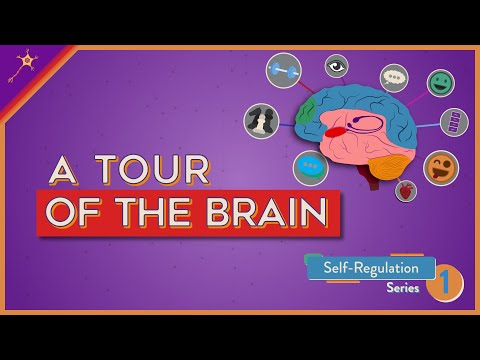 A Tour of the Brain! | Self-Regulation Lesson 1