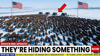 Alaska Released 130 Bison on a Frozen River — 10 Years Later, Everyone Was Shocked