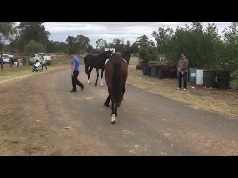 Charge Forward x Just One Time filly