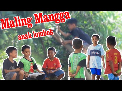 Mencuri mangga tetangga, Komedi & Lucu Lombok