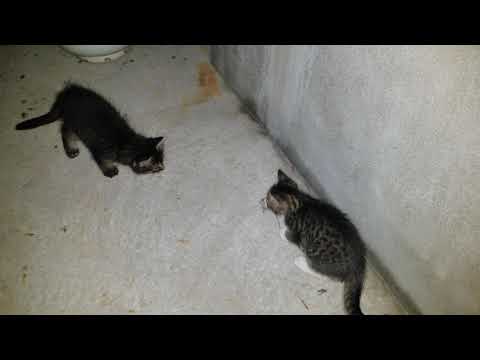 Mother cat brings live mouse to teach kittens how to hunt